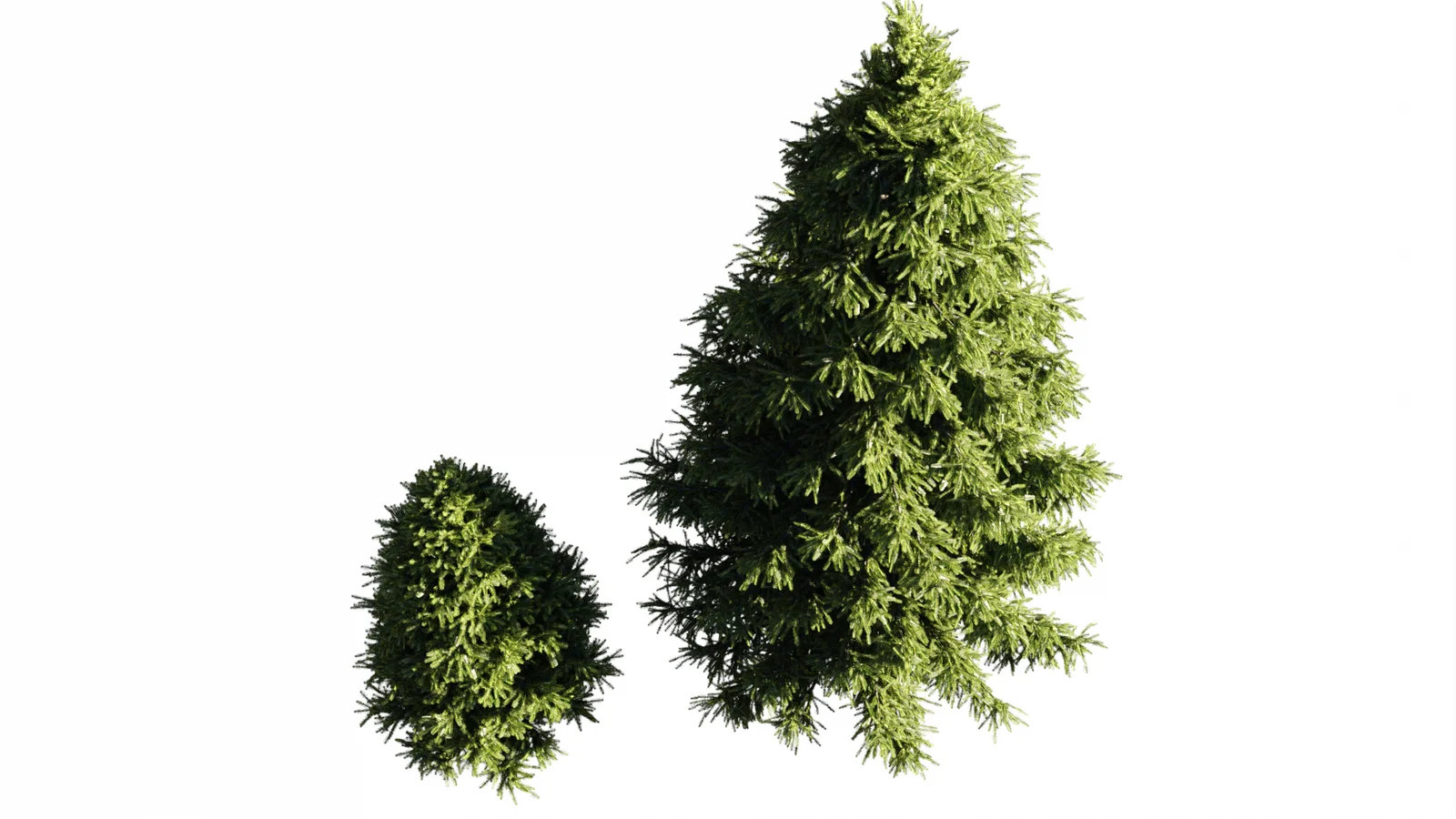 Spruce Trees screenshot 3