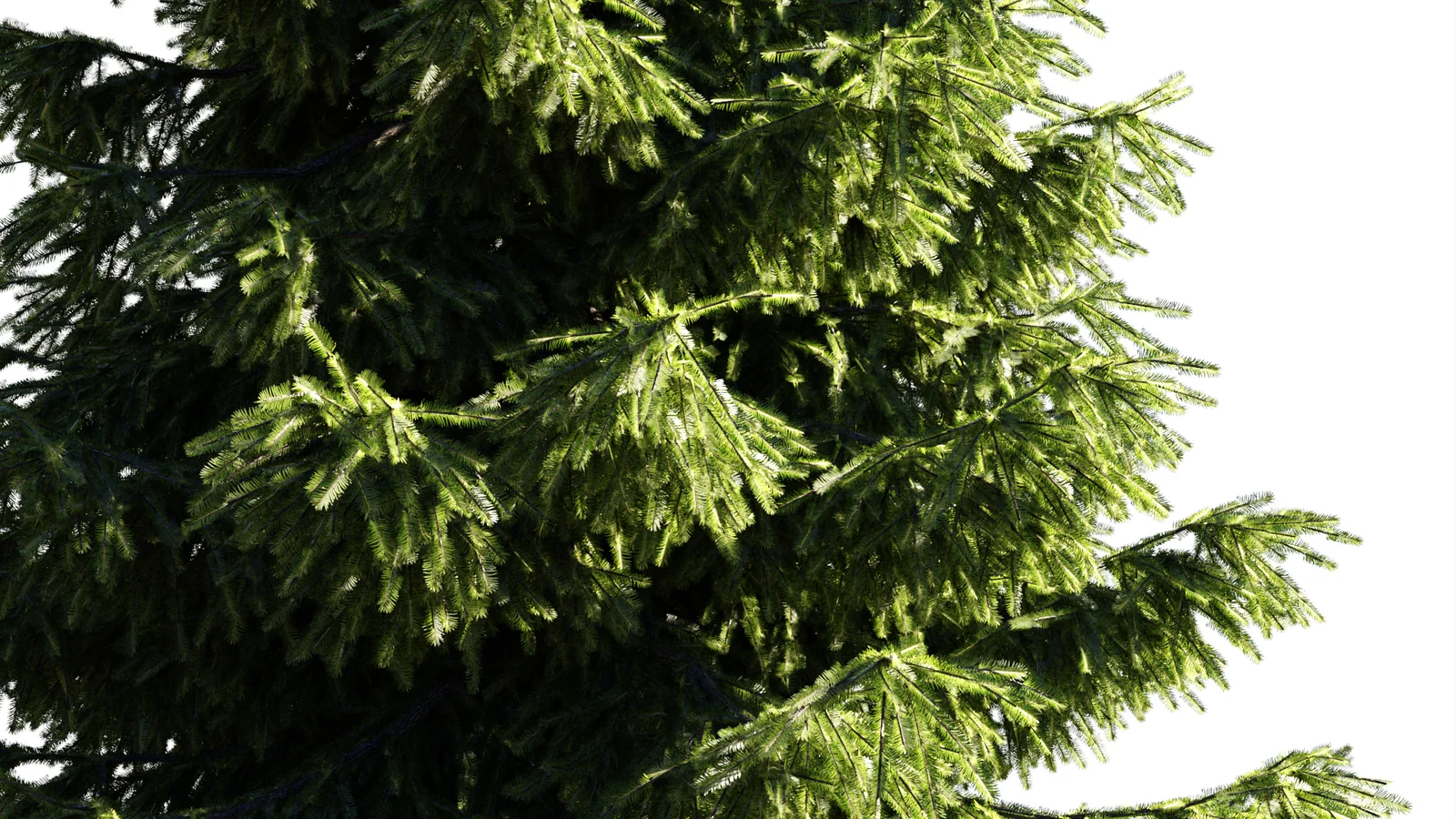 Spruce Trees screenshot 4