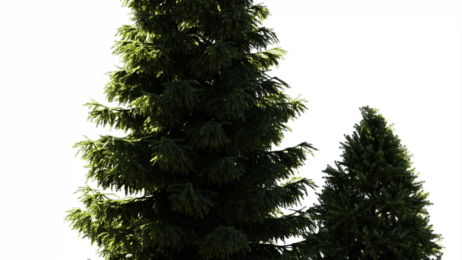 Spruce Trees screenshot 5