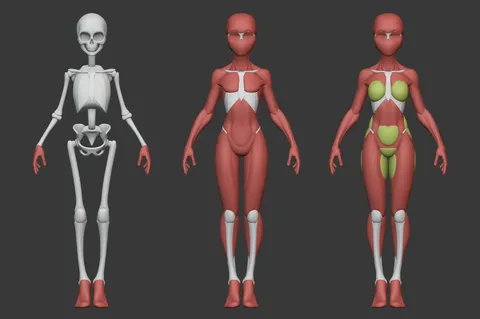 Stylized Female Anatomy - Blender 3d models