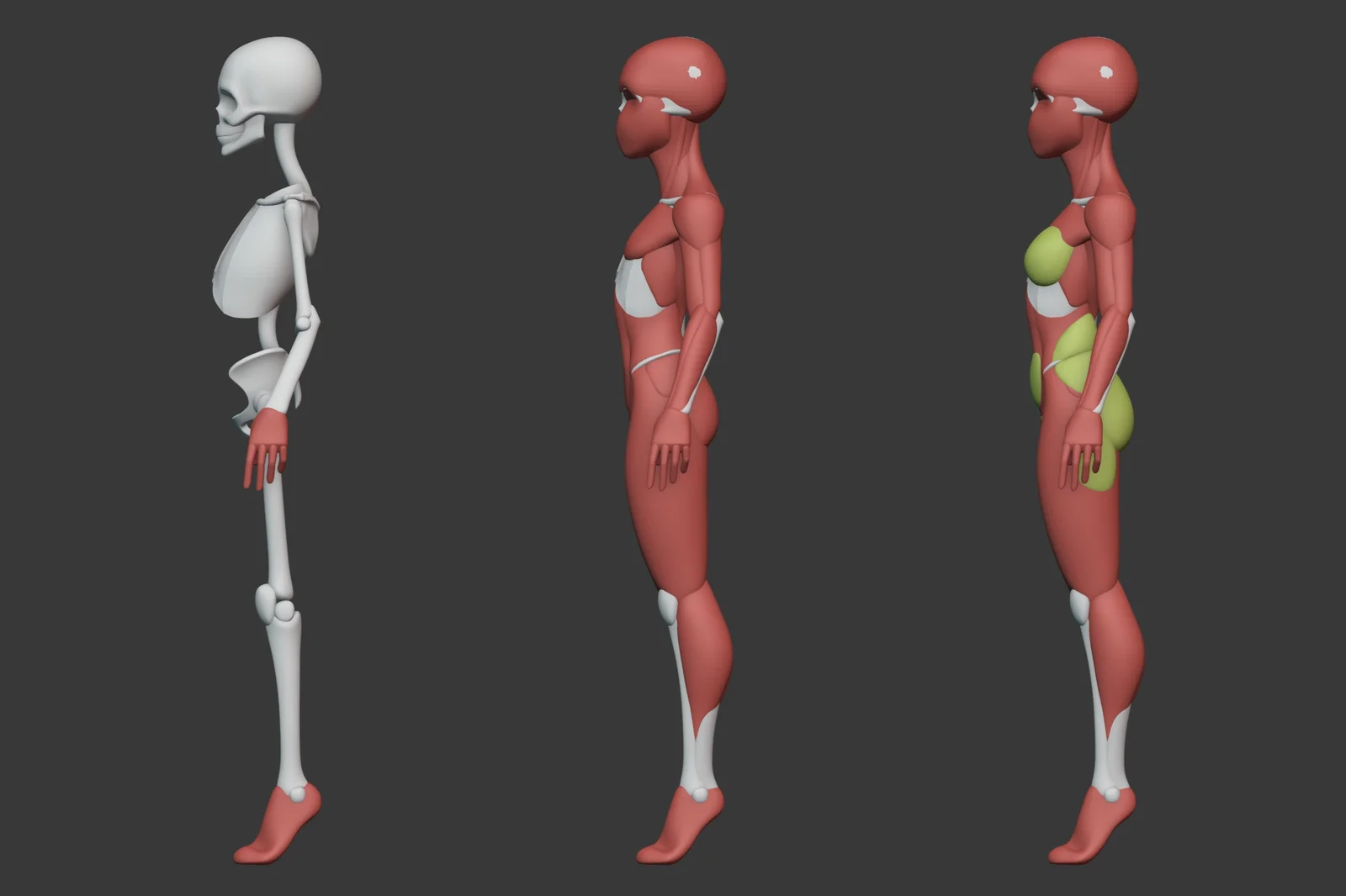 Stylized Female Anatomy screenshot 2