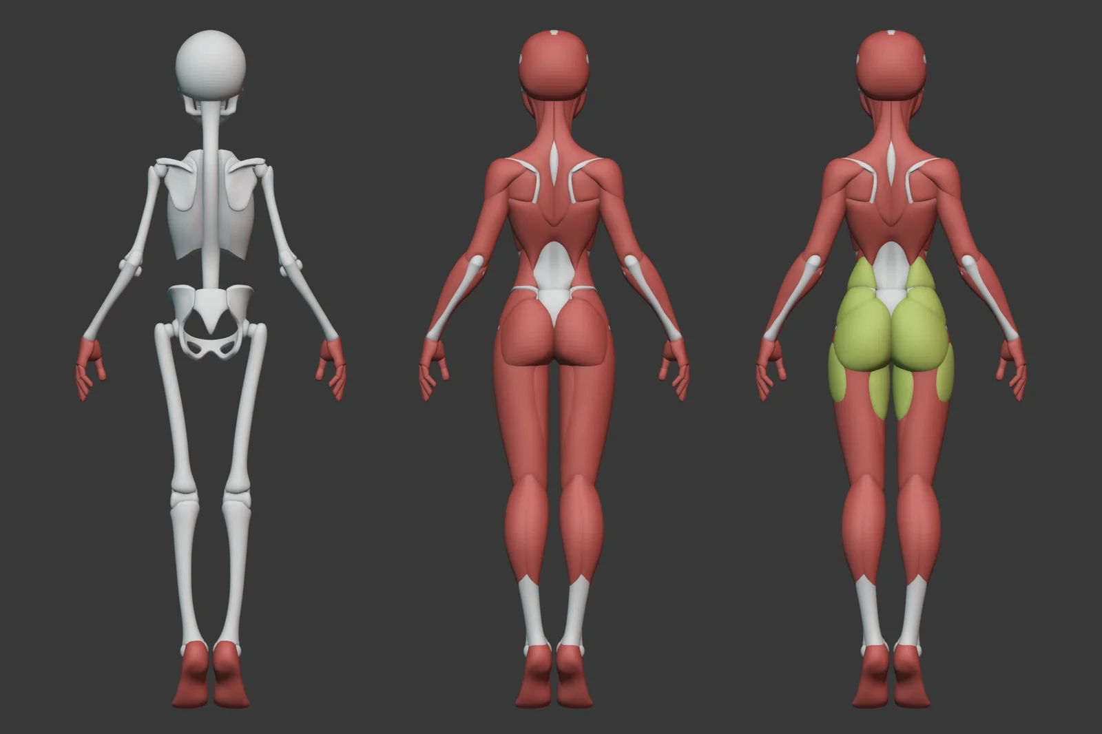 Stylized Female Anatomy screenshot 3