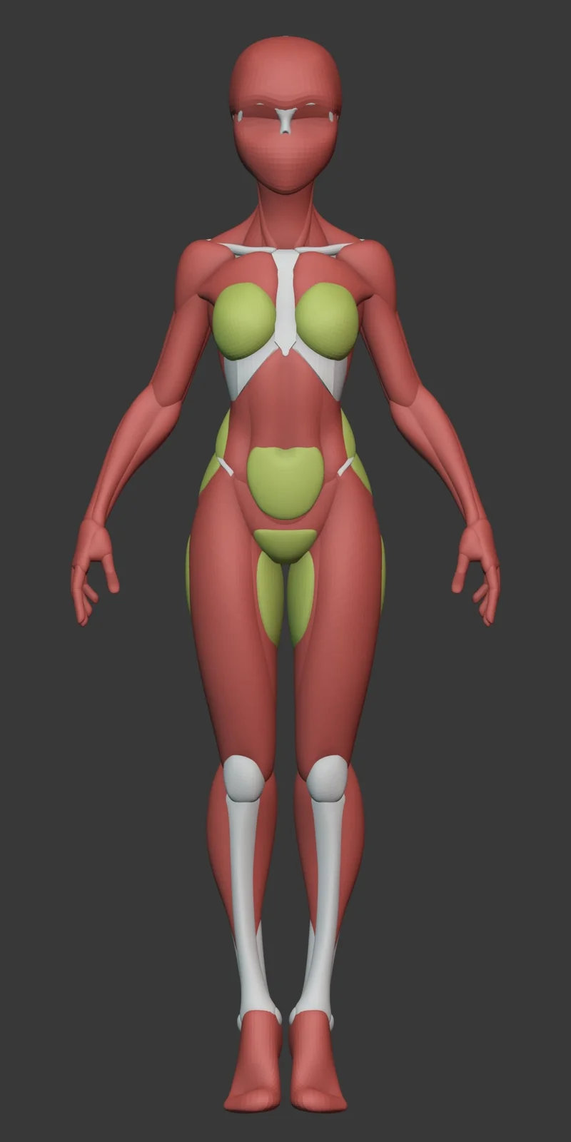 Stylized Female Anatomy screenshot 4
