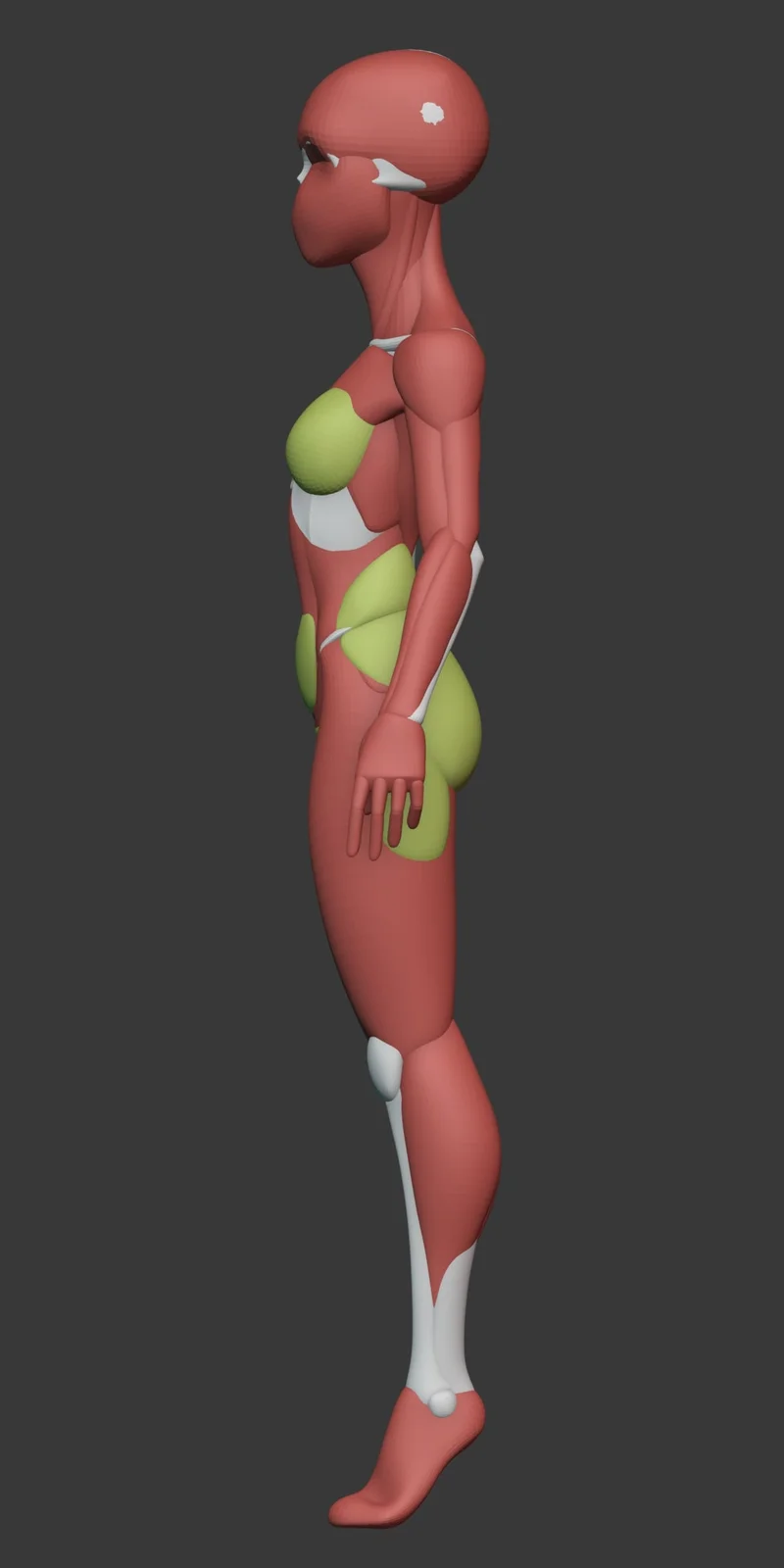 Stylized Female Anatomy screenshot 5
