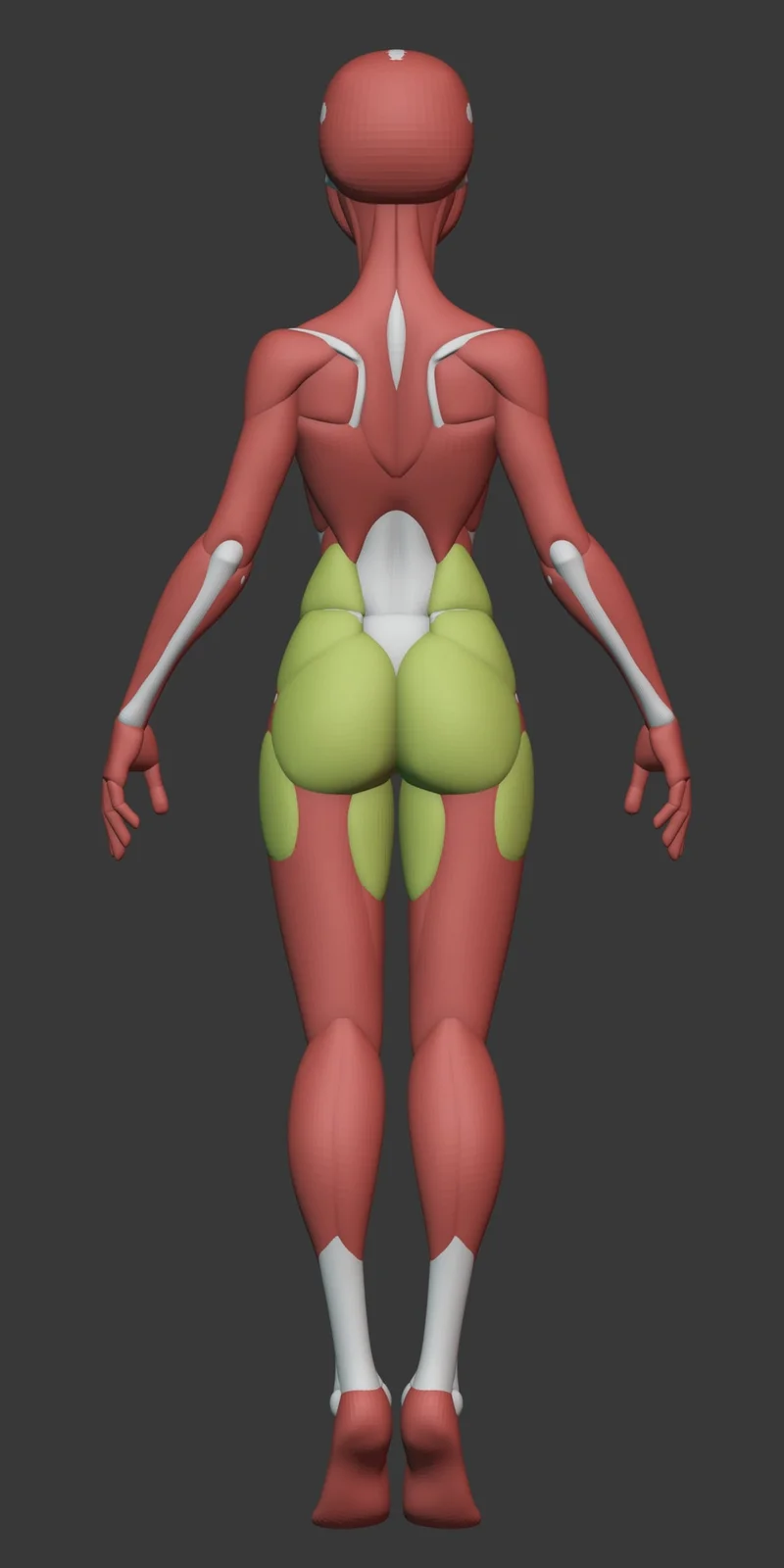 Stylized Female Anatomy screenshot 6
