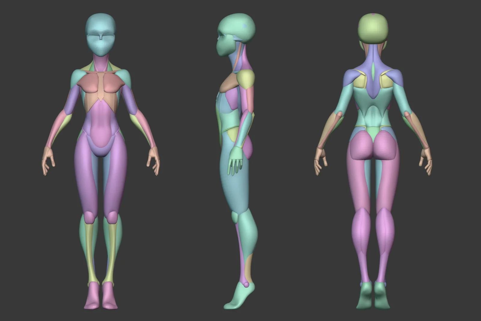 Stylized Female Anatomy screenshot 8