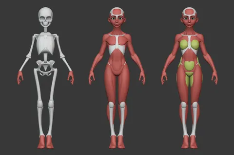 Stylized Female Anatomy - Blender 3d models
