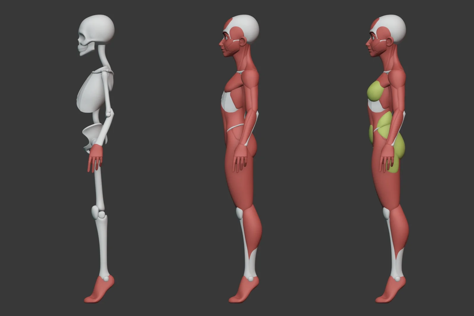 Stylized Female Anatomy screenshot 2