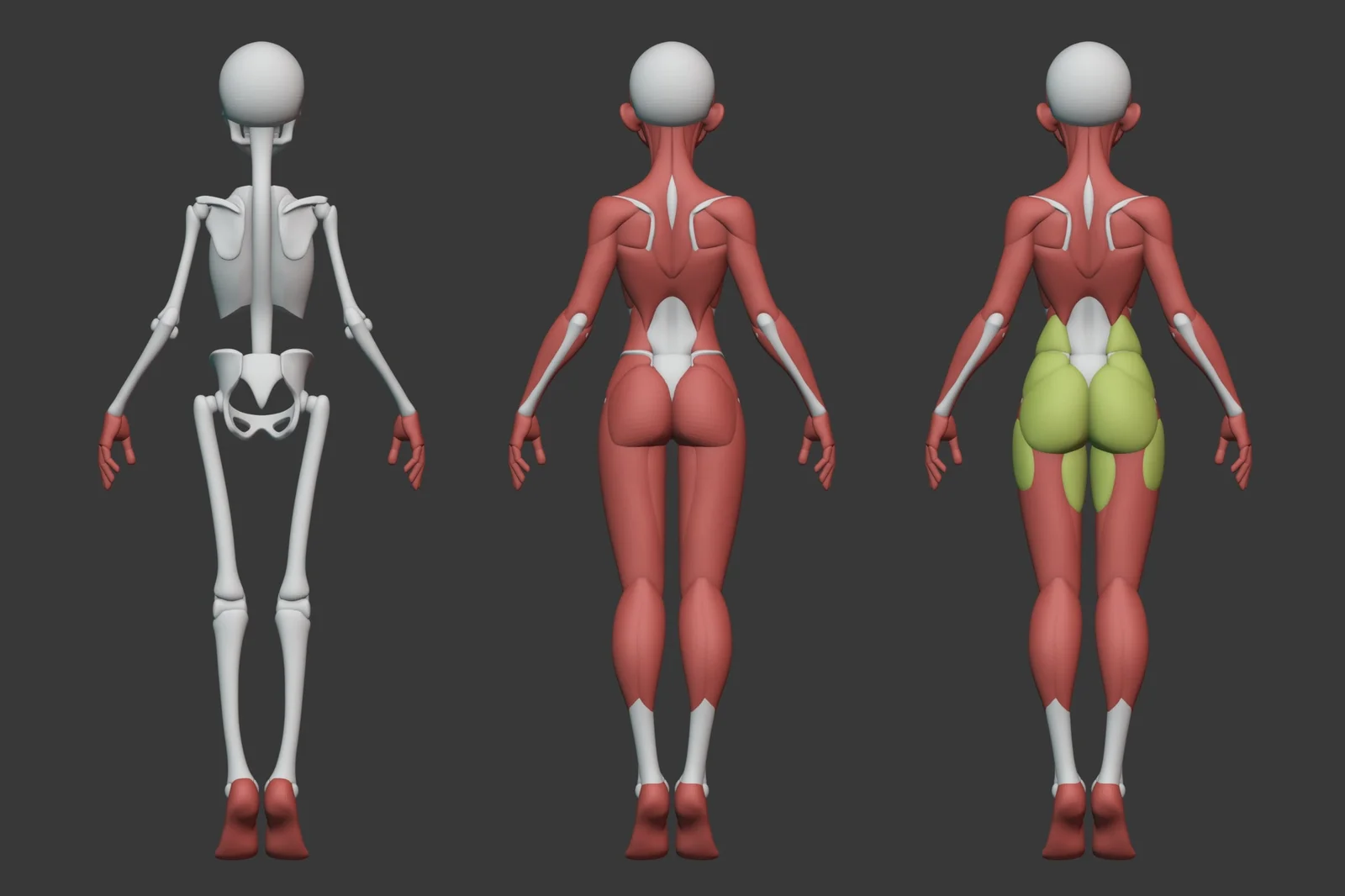 Stylized Female Anatomy screenshot 3