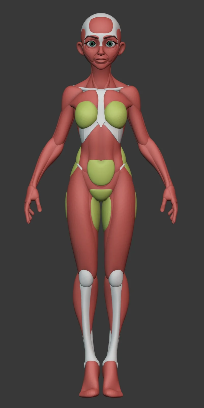 Stylized Female Anatomy screenshot 4