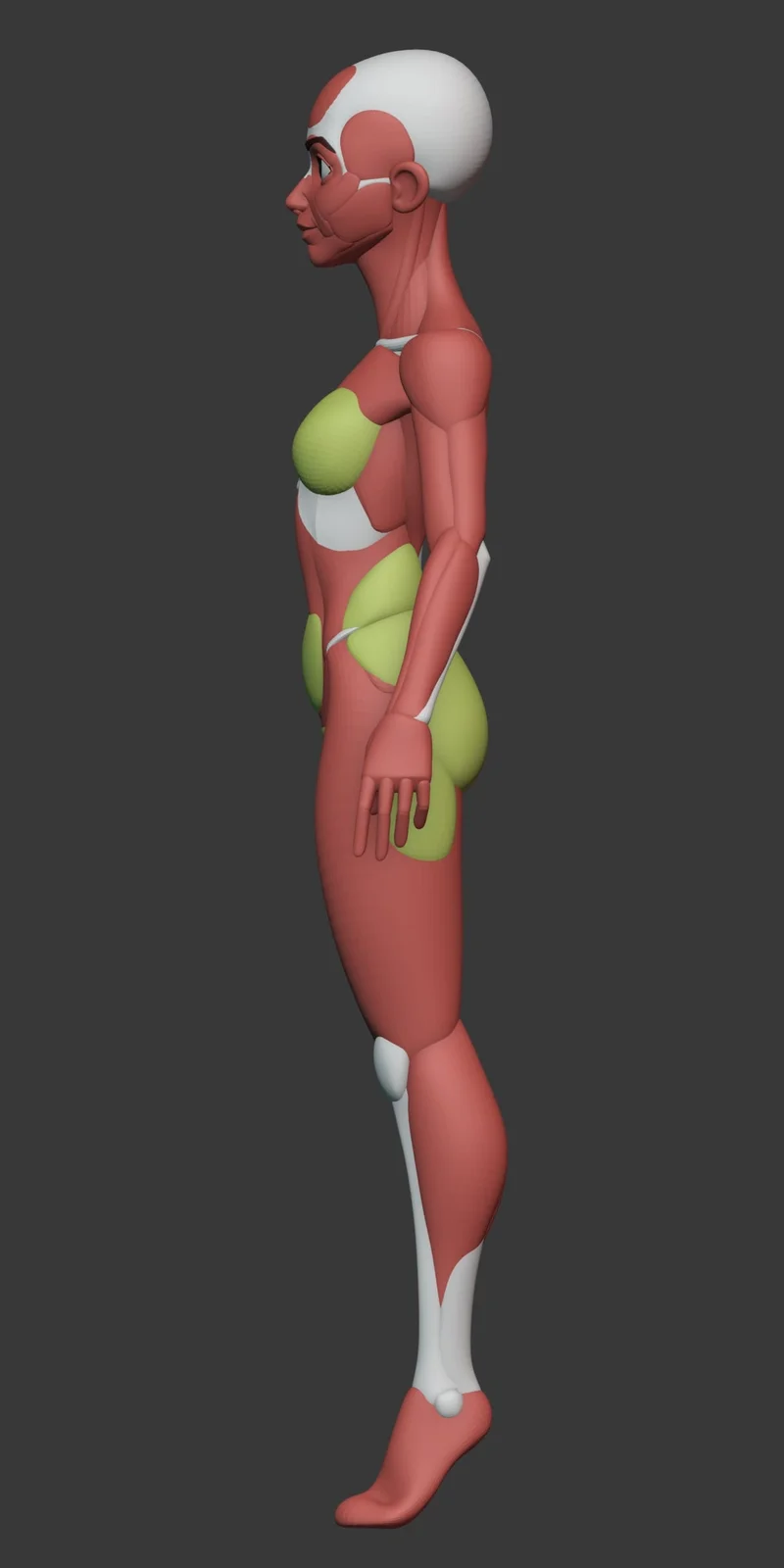 Stylized Female Anatomy screenshot 5