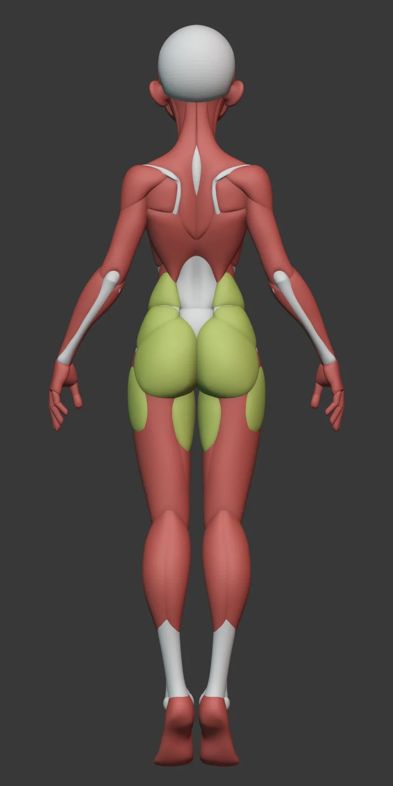 Stylized Female Anatomy screenshot 6