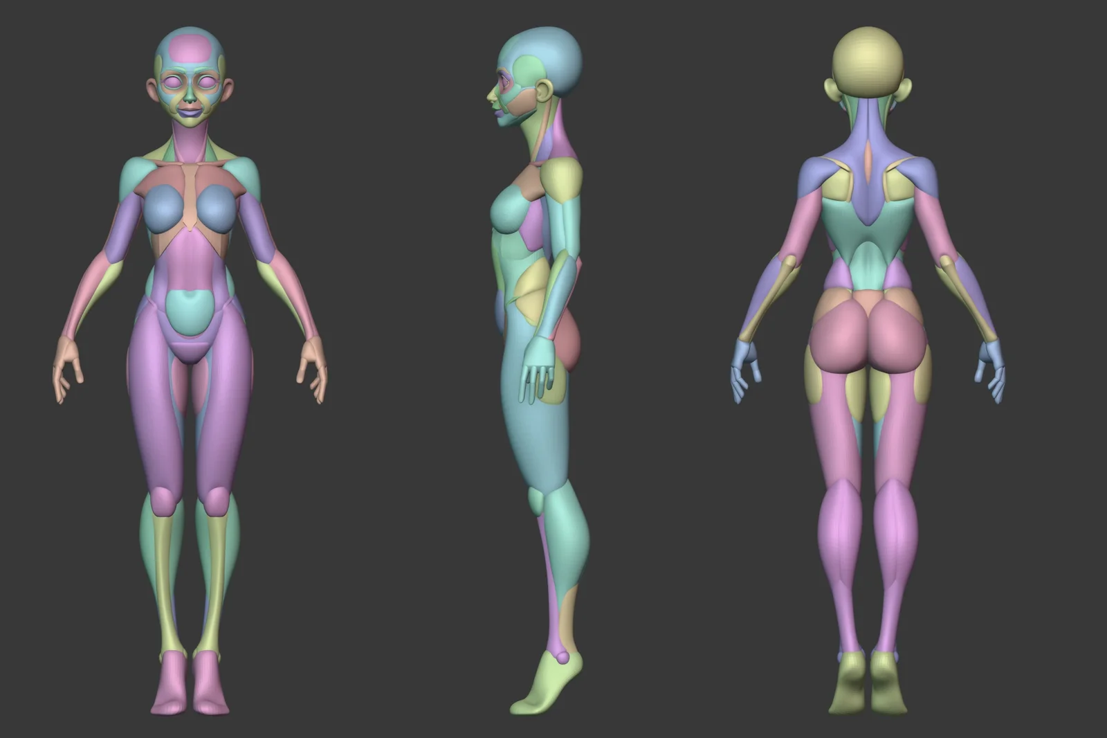 Stylized Female Anatomy screenshot 7