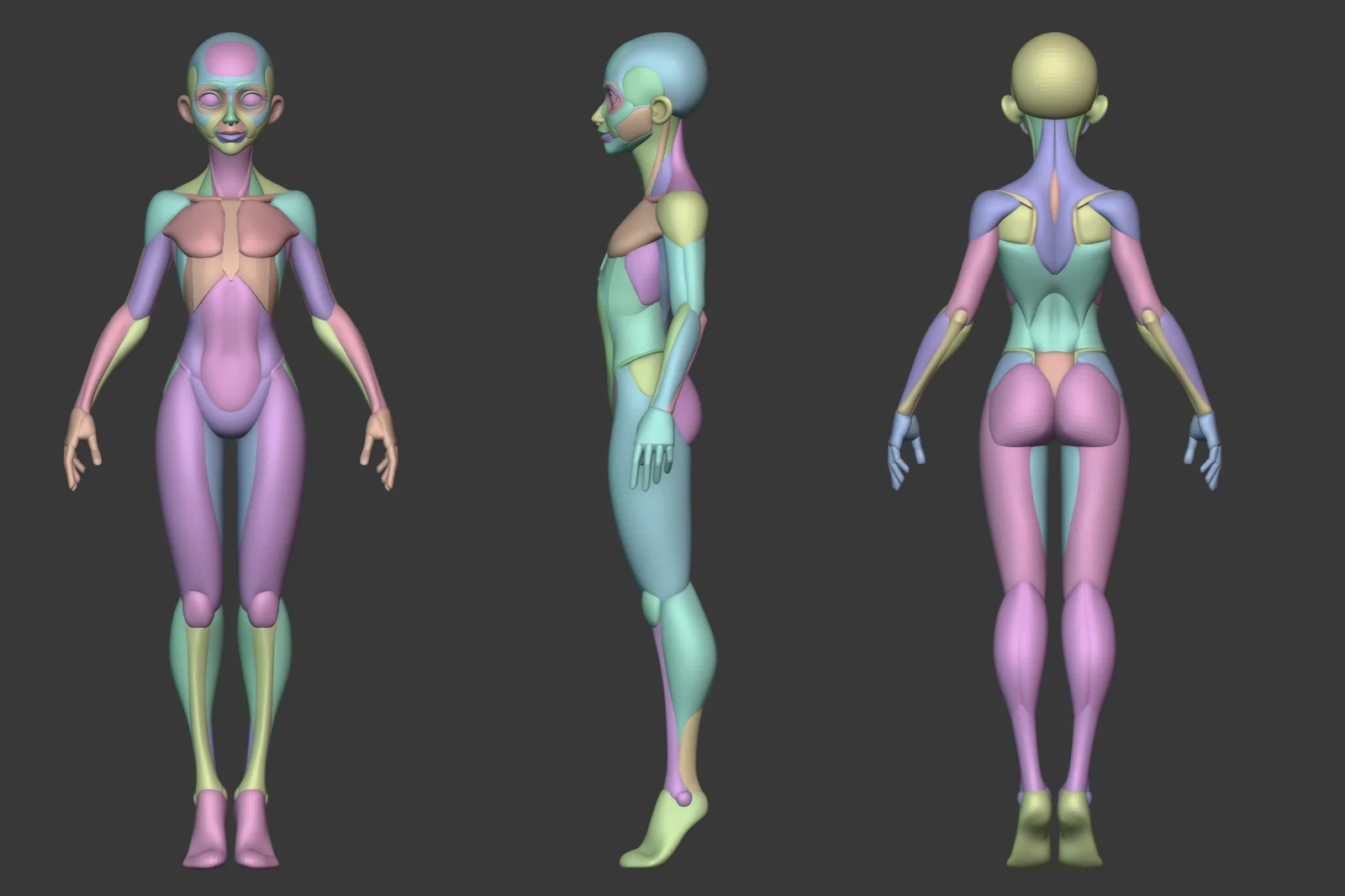 Stylized Female Anatomy screenshot 8