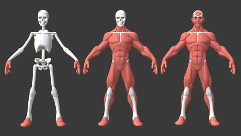 Stylized Male Anatomy Ecorche - Blender 3d models