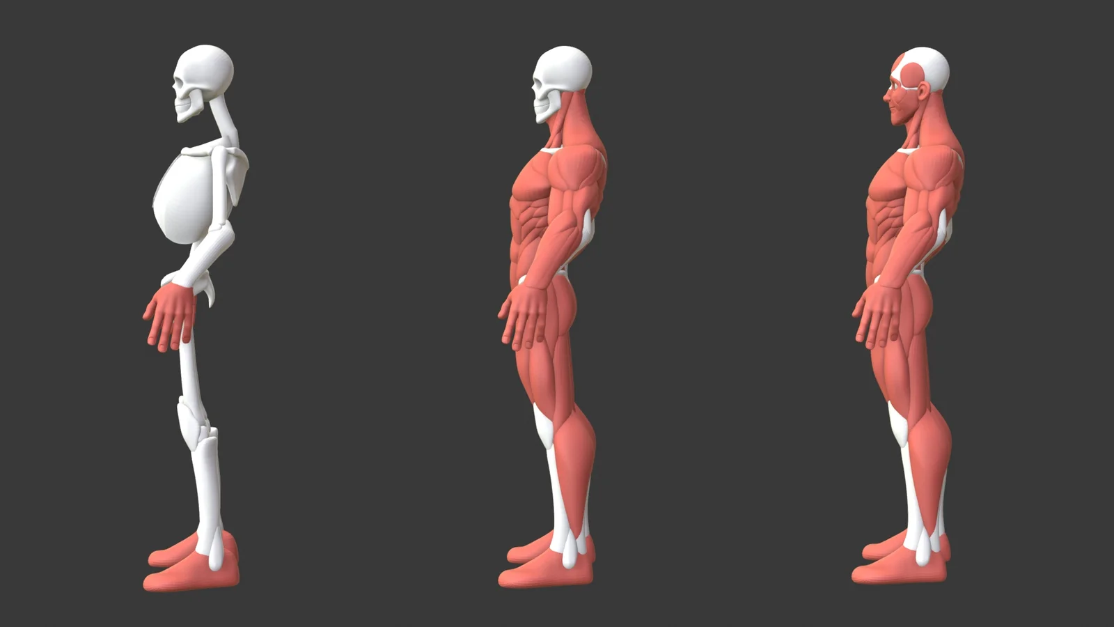 Stylized Male Anatomy Ecorche screenshot 2