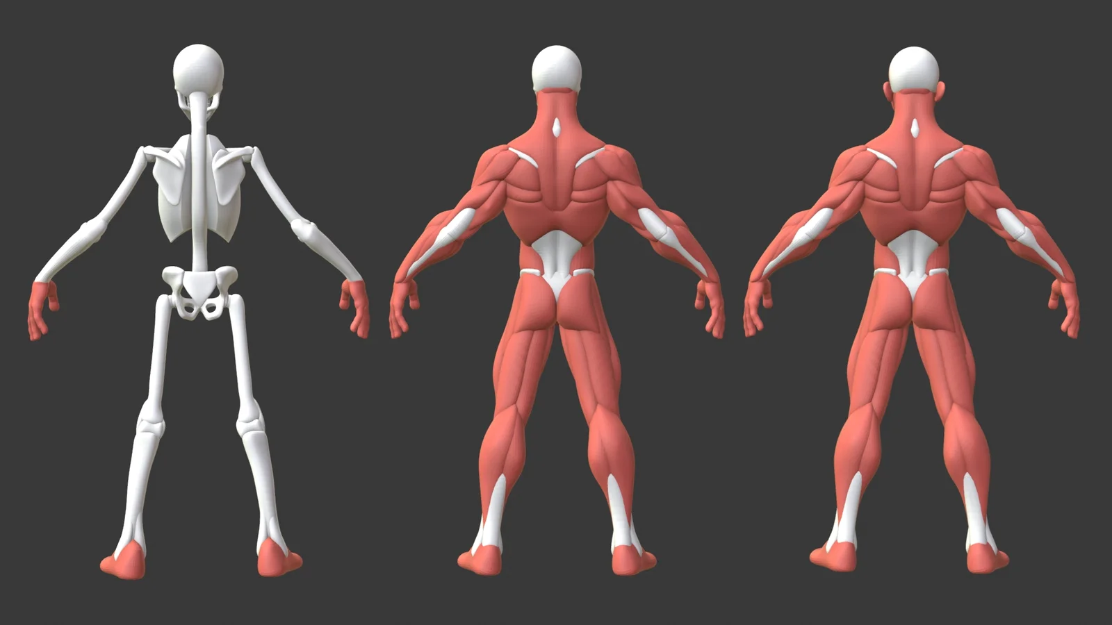 Stylized Male Anatomy Ecorche screenshot 3