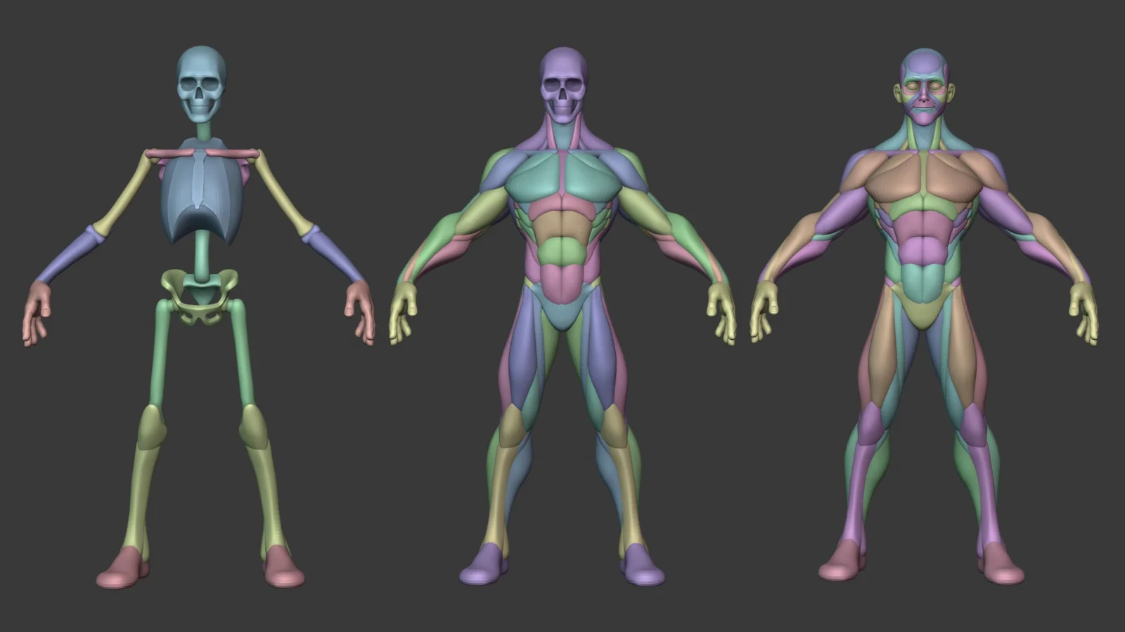 Stylized Male Anatomy Ecorche screenshot 4