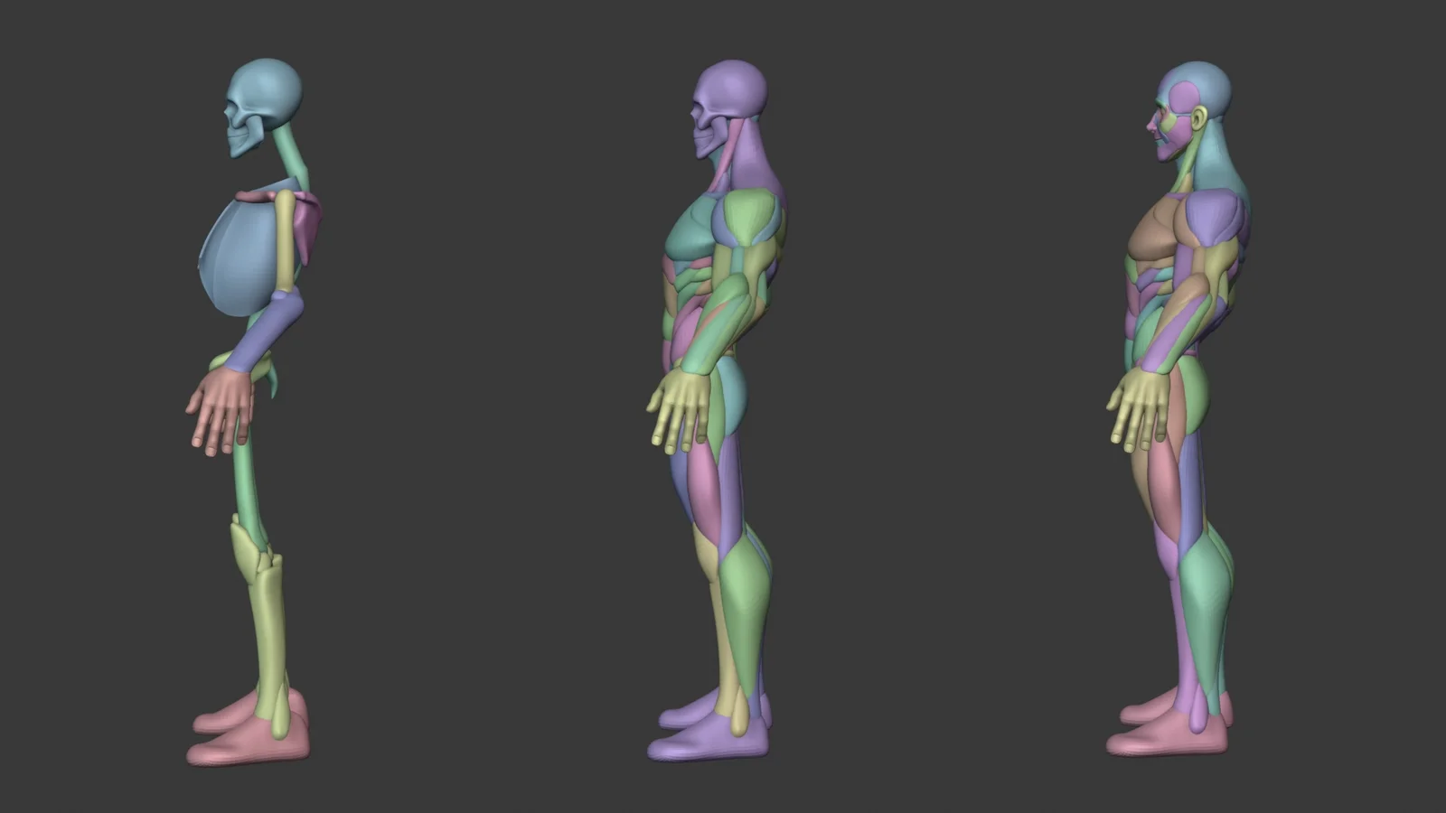 Stylized Male Anatomy Ecorche screenshot 5