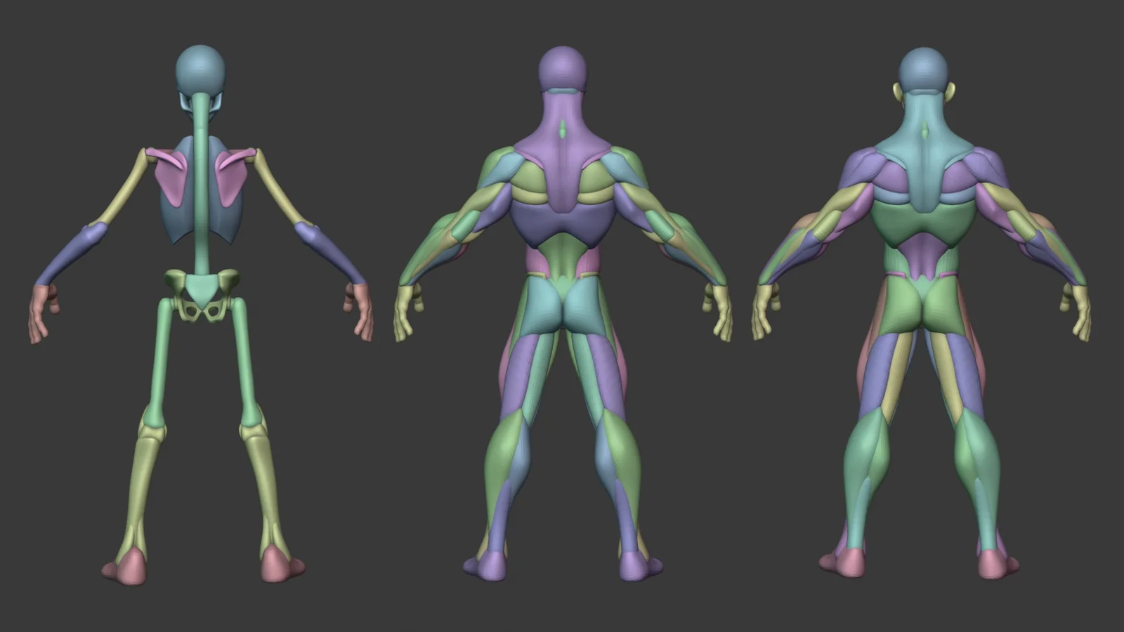 Stylized Male Anatomy Ecorche screenshot 6