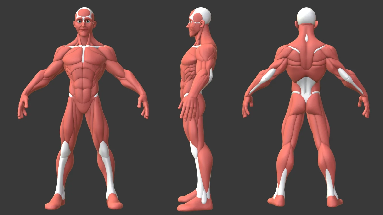 Stylized Male Anatomy Ecorche screenshot 7
