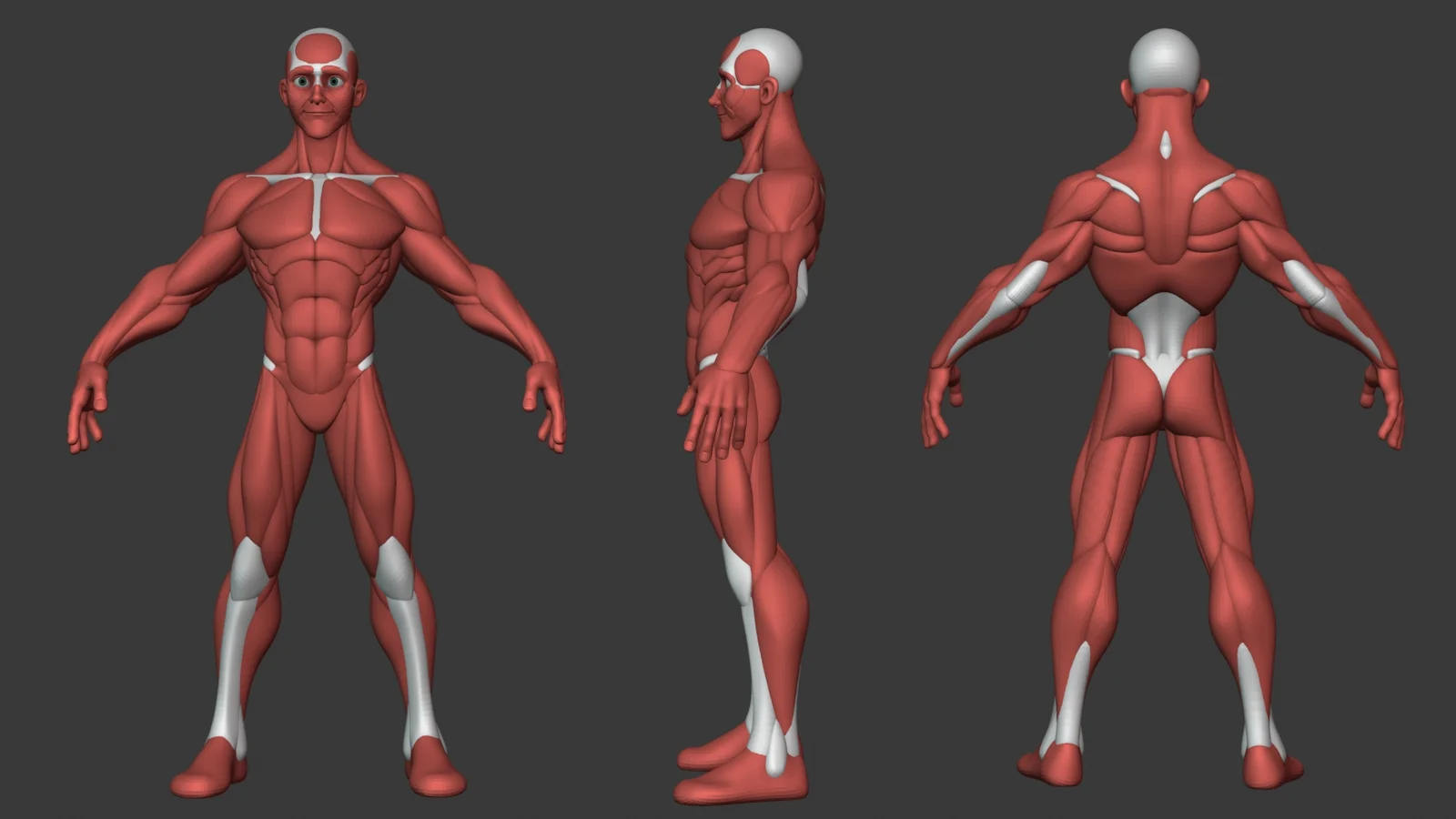 Stylized Male Anatomy Ecorche screenshot 8