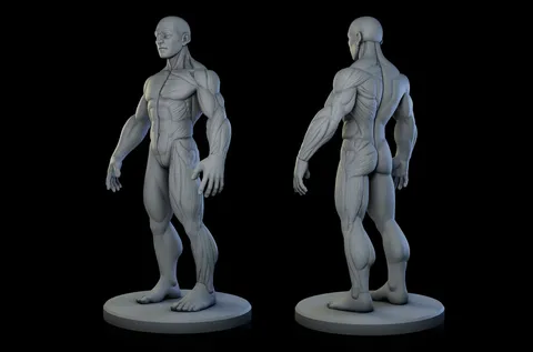 Stylized Male Ecorche - Blender 3d models