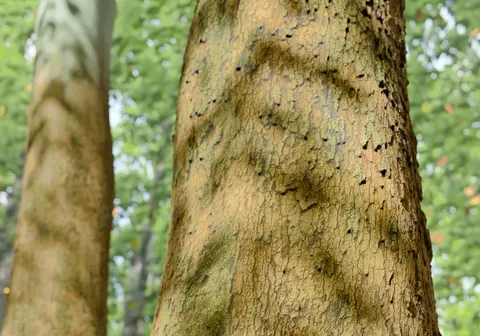 Sycamore 1 - Blender textures & materials