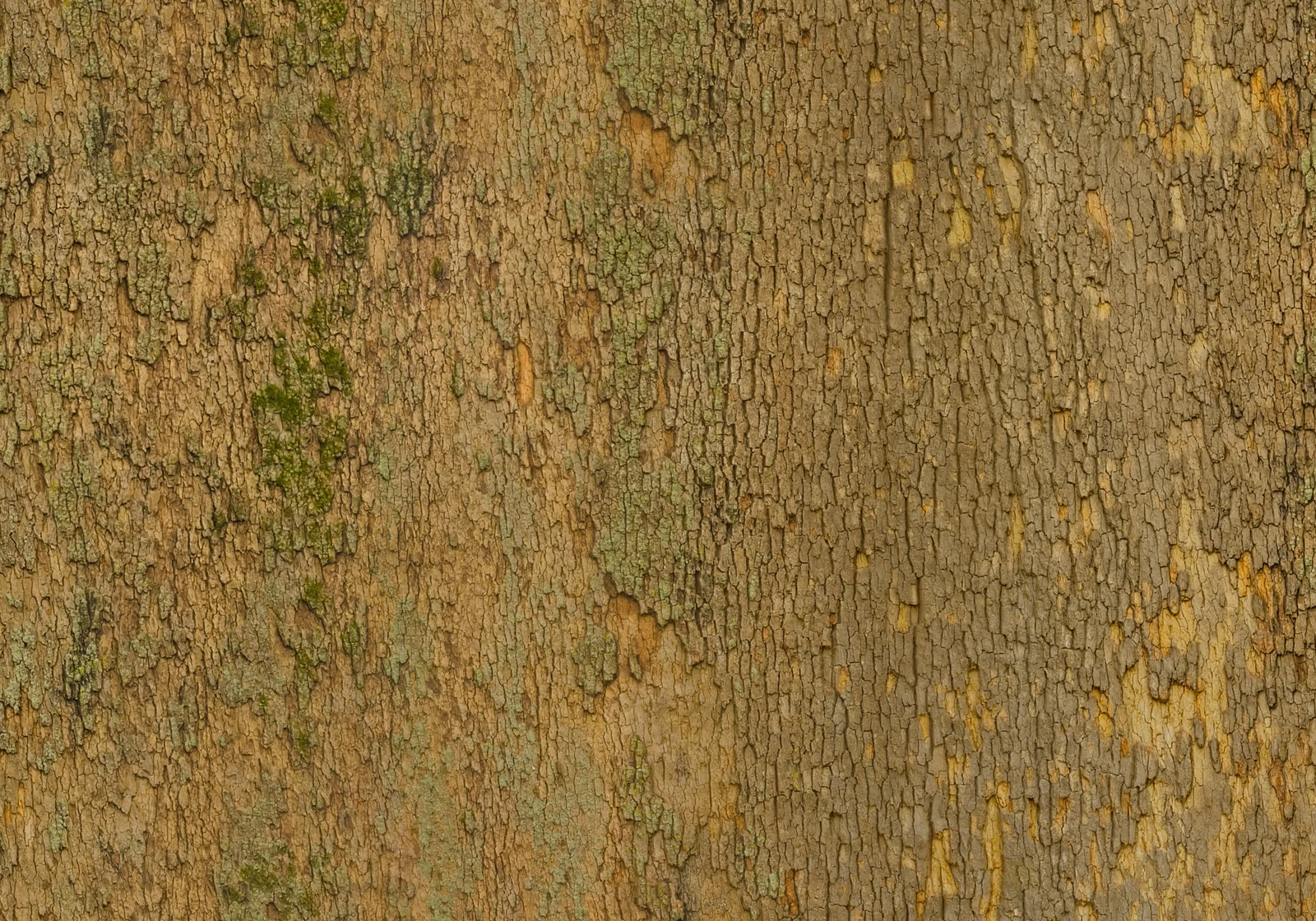 Sycamore 1 screenshot 4