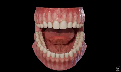 Teeth Model - Blender 3d models