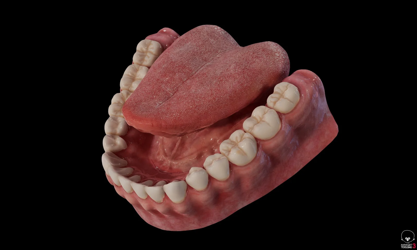 Teeth Model screenshot 3