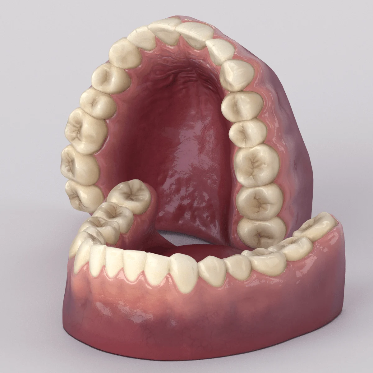 Low Poly Teeth and Gums screenshot 2