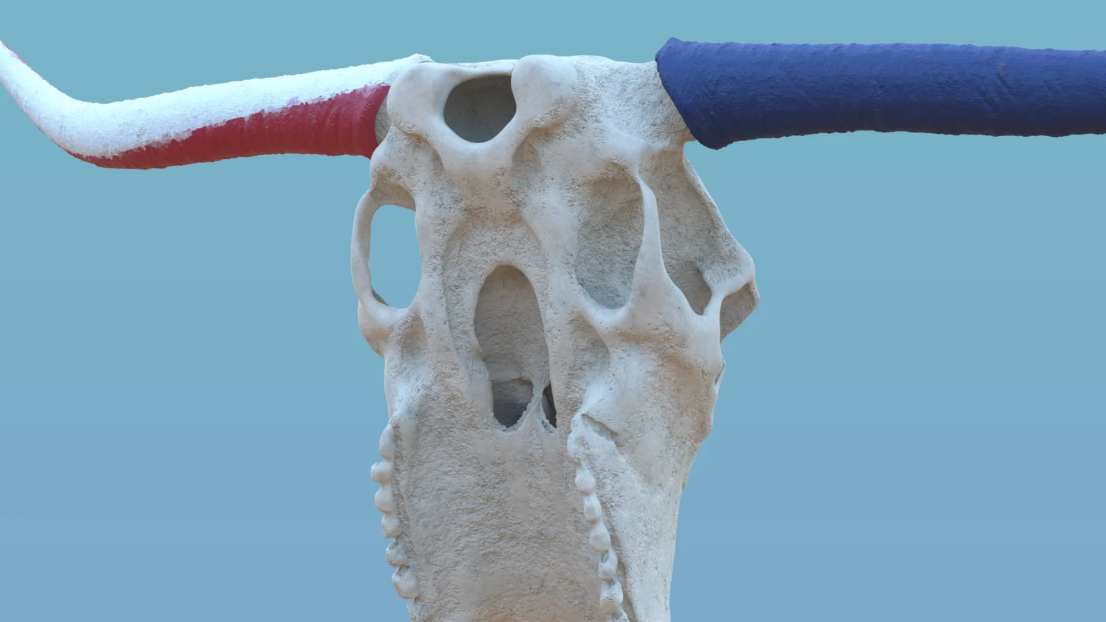 Texas Longhorn Skull screenshot 6