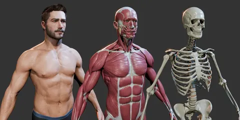 The Human Body in Detail - Blender 3d models