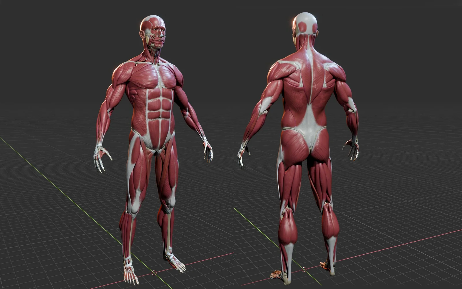 The Human Body in Detail screenshot 2