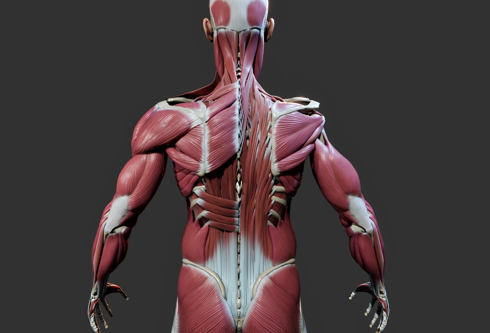 The Human Body in Detail screenshot 3