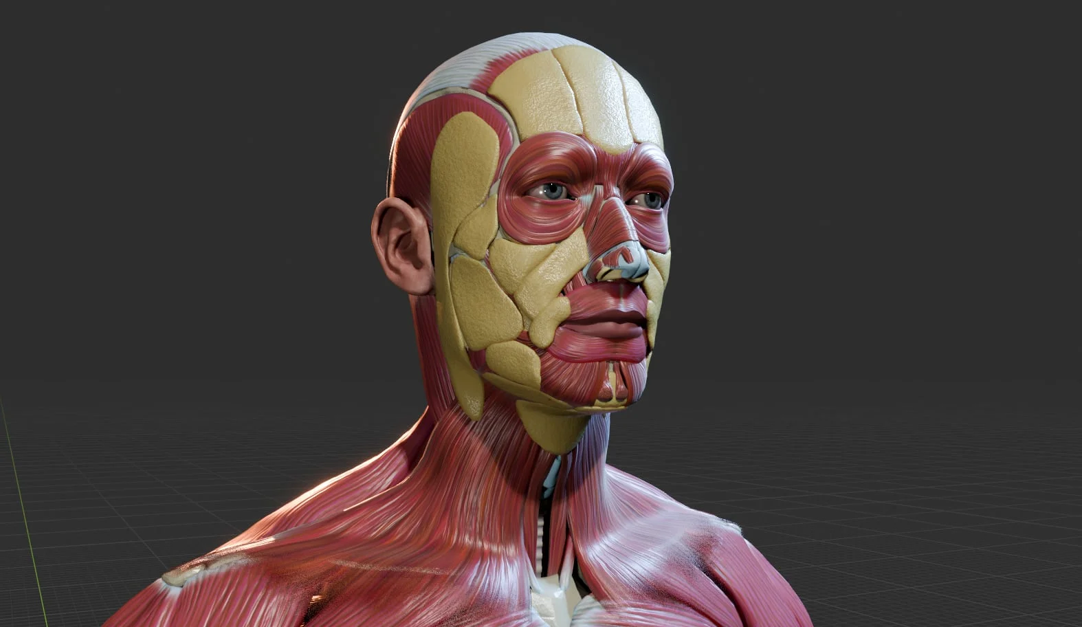 The Human Body in Detail screenshot 5