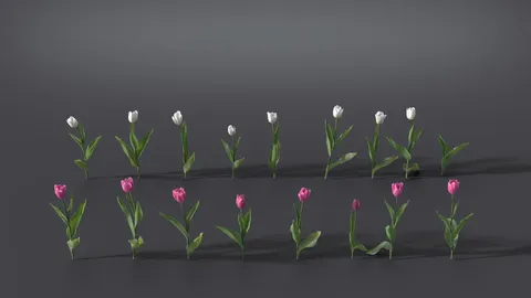 Tulip - Blender 3d models