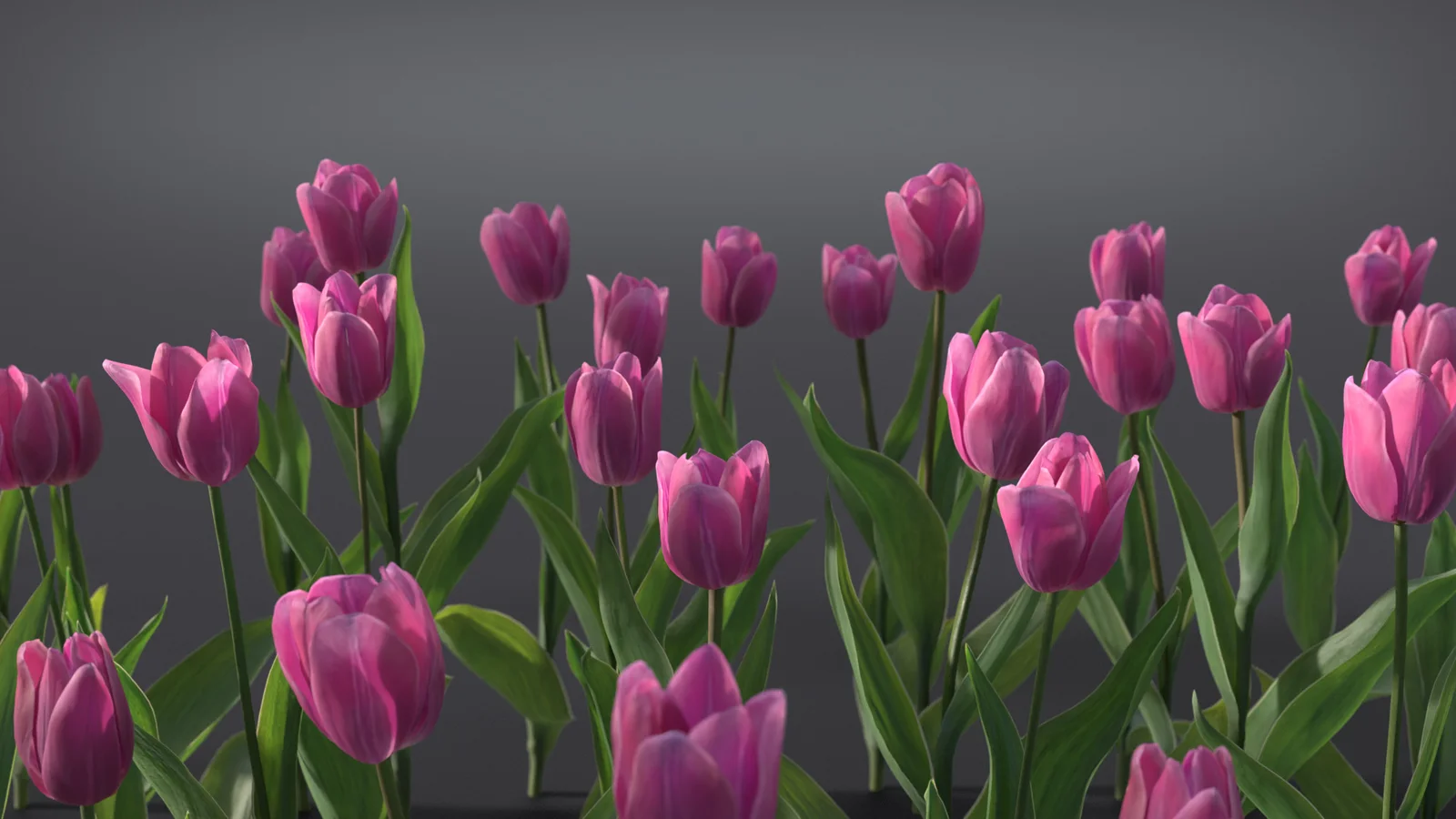 Tulip screenshot 2