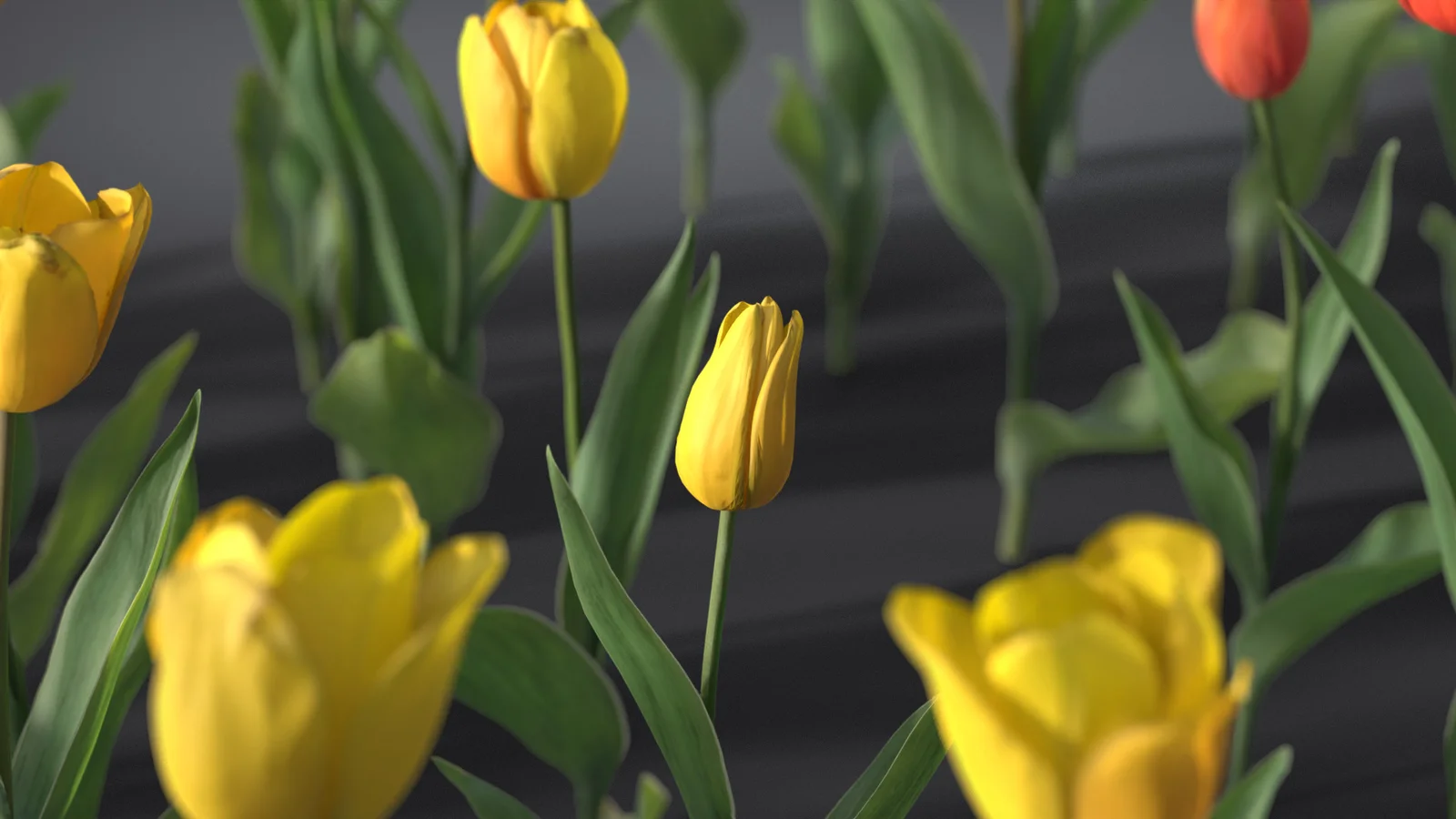 Tulip screenshot 3