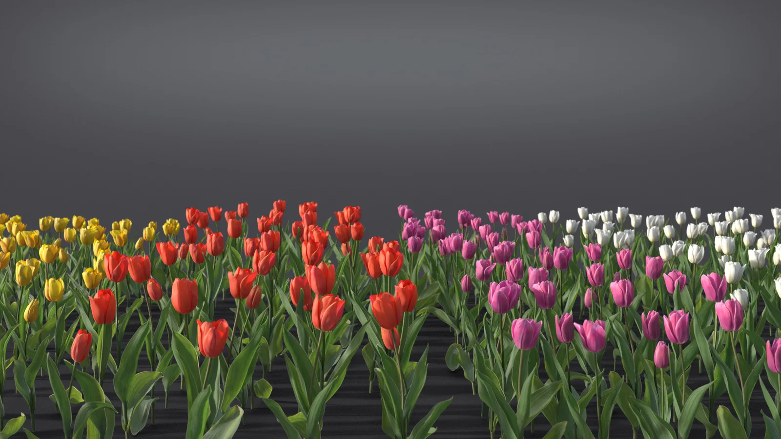 Tulip screenshot 4