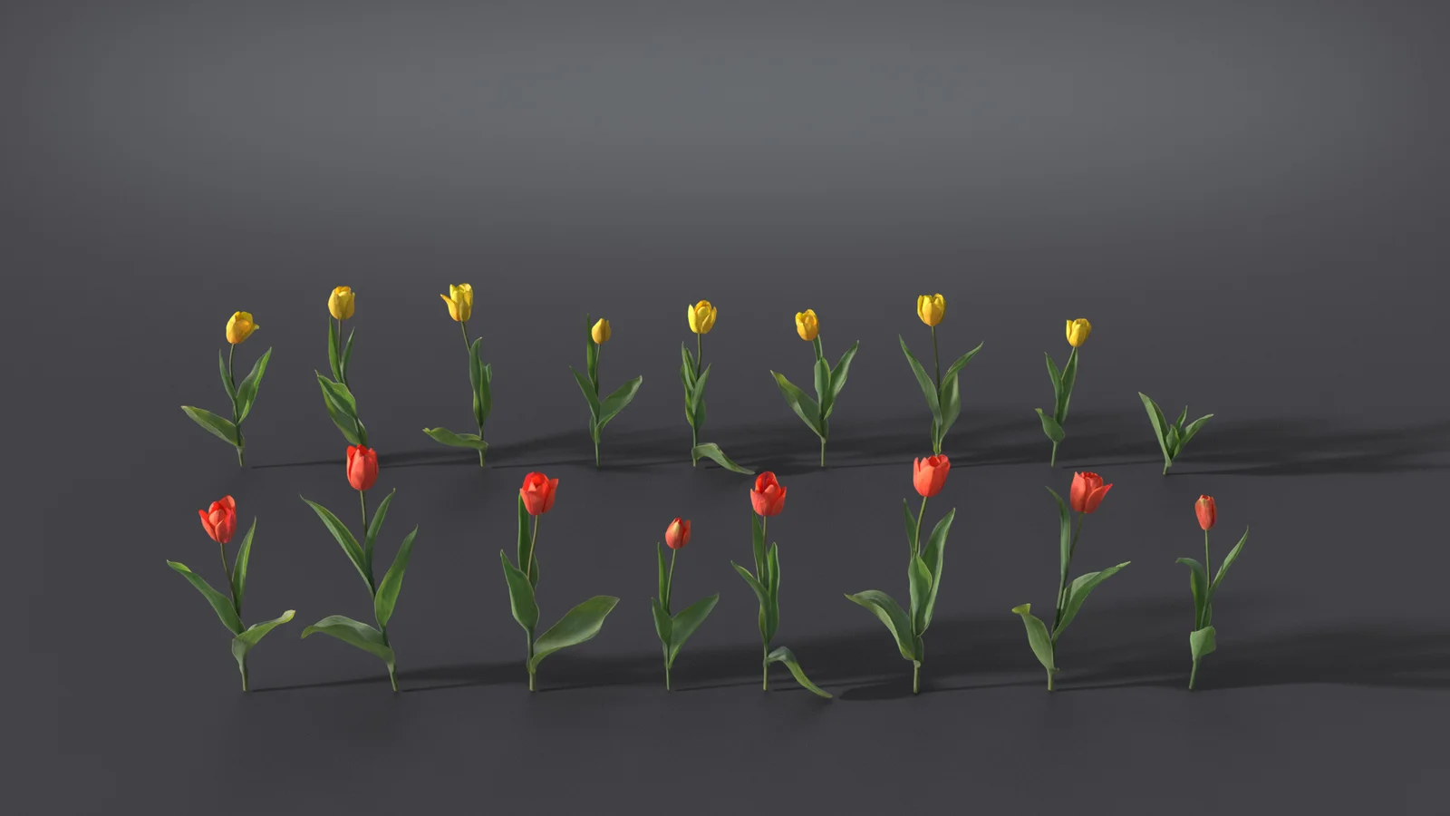 Tulip screenshot 5