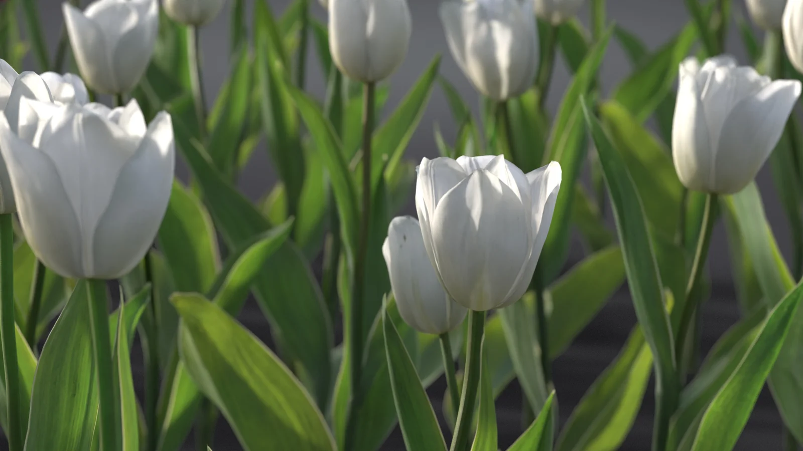 Tulip screenshot 6