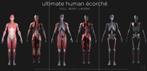Ultimate Human Écorché - Blender 3d models