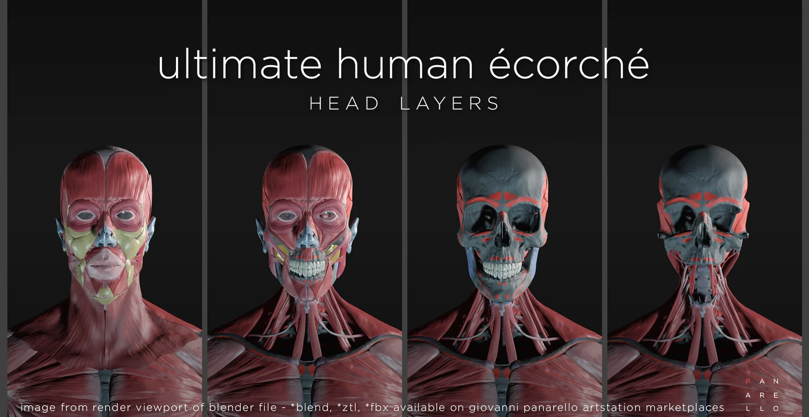 Ultimate Human Écorché screenshot 2