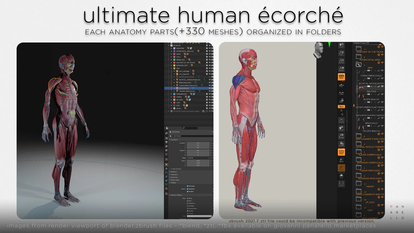 Ultimate Human Écorché screenshot 4