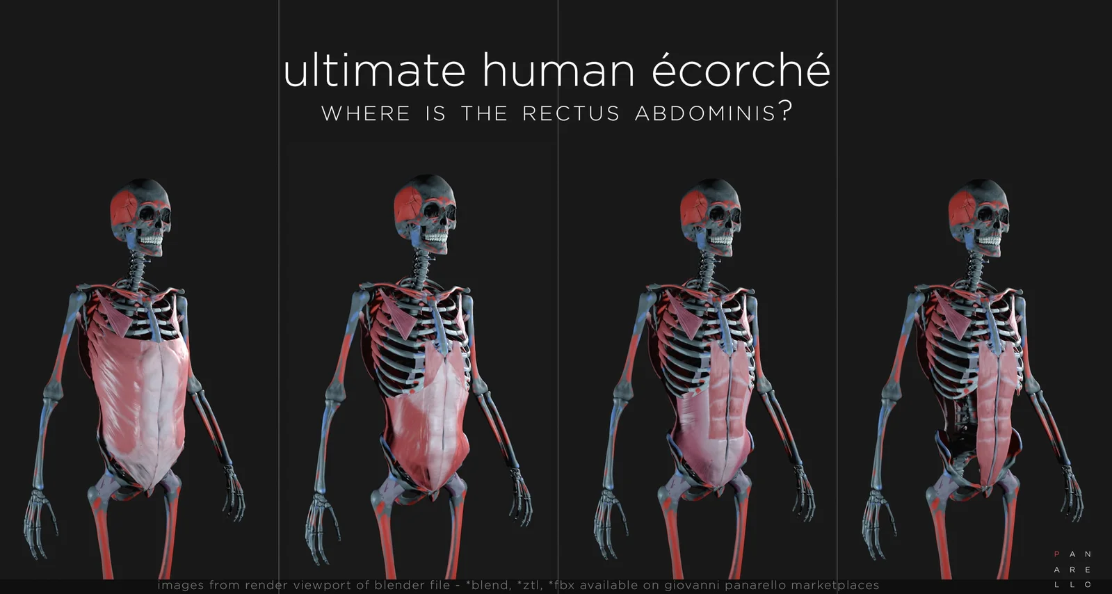 Ultimate Human Écorché screenshot 5