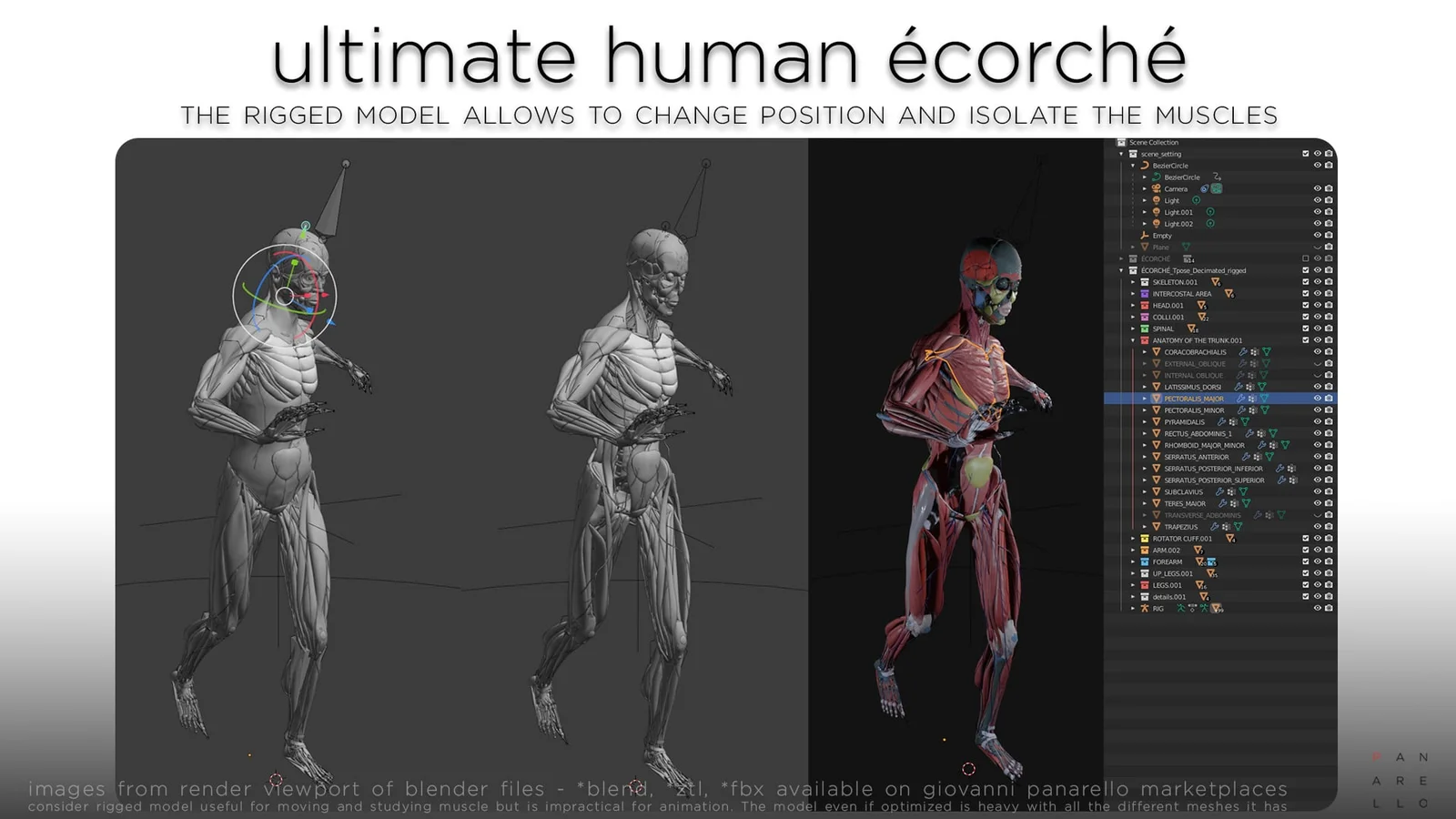 Ultimate Human Écorché screenshot 6