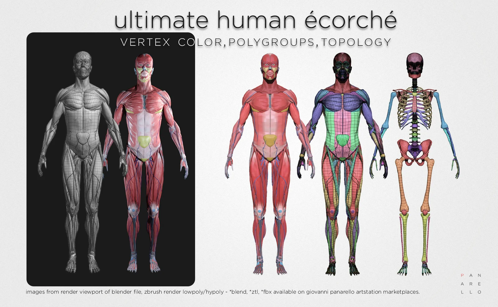 Ultimate Human Écorché screenshot 7