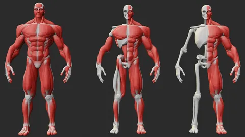 Stylized Anatomy Ecorche - Blender 3d models